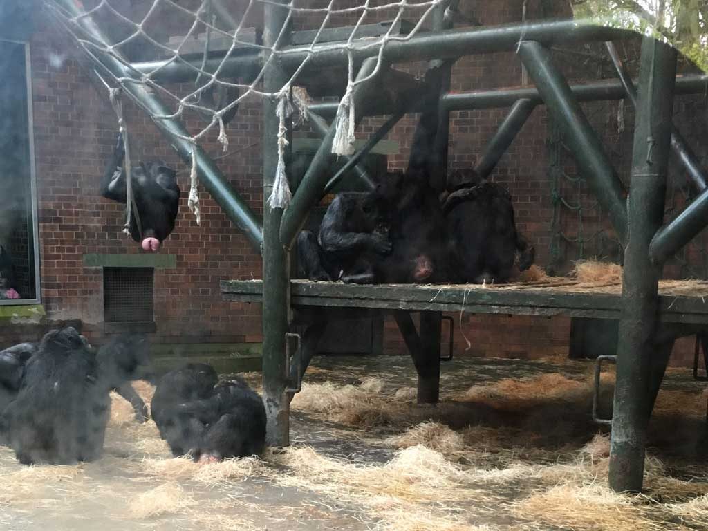 chesterzoo17