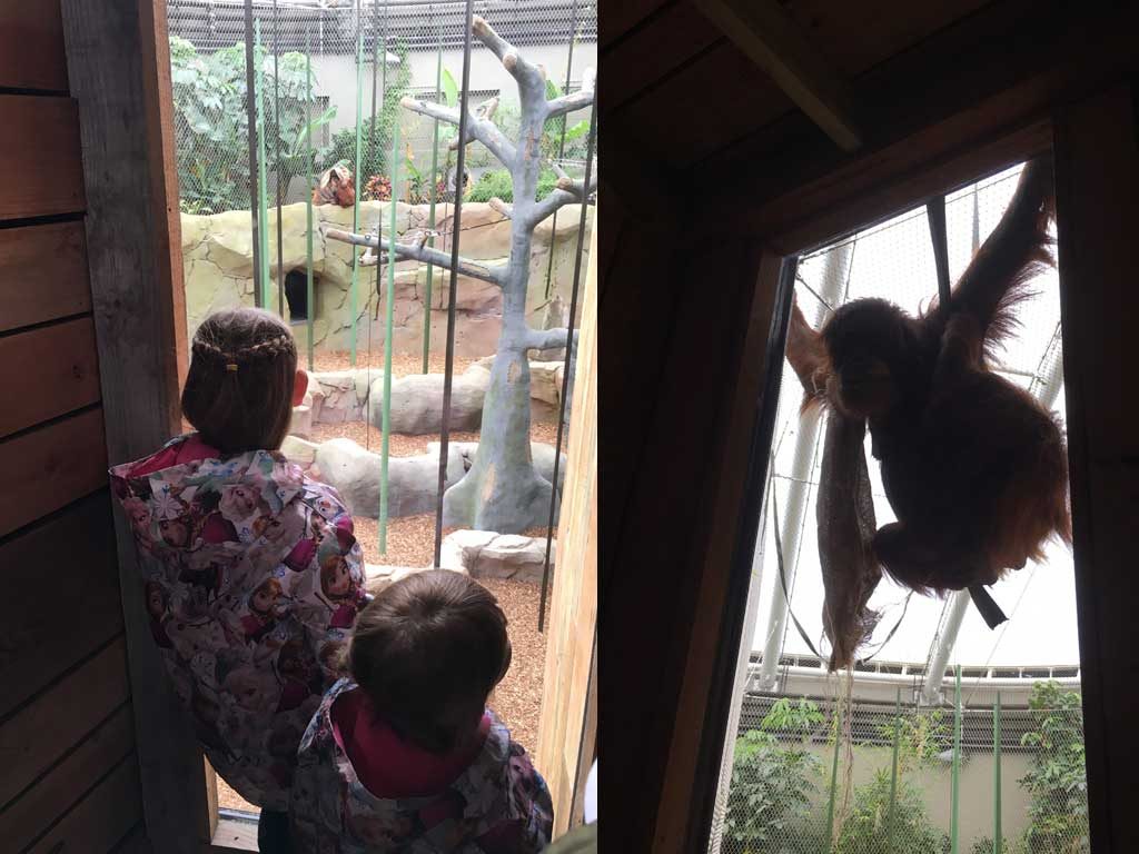 chesterzoo26