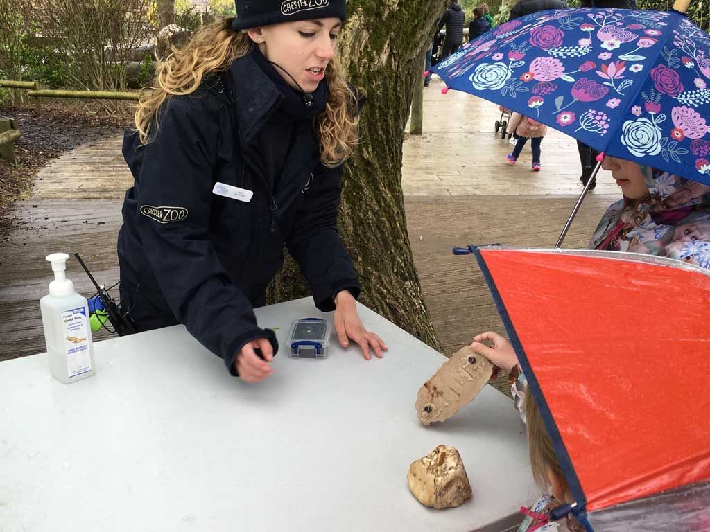 chesterzoo41
