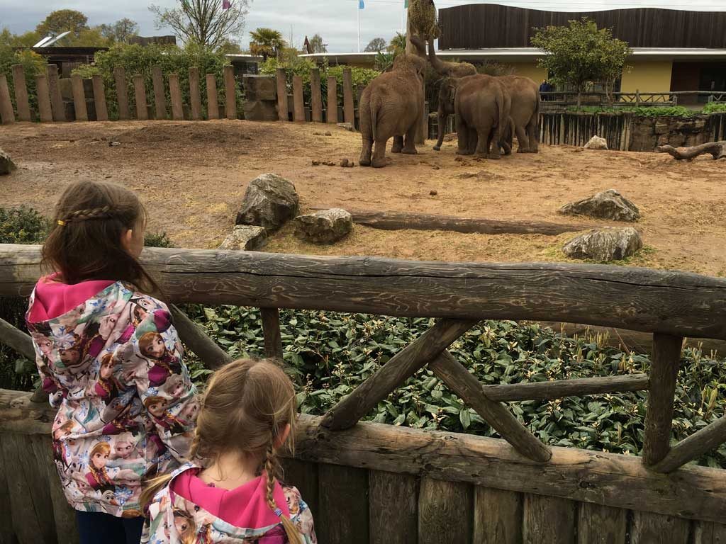 chesterzoo8