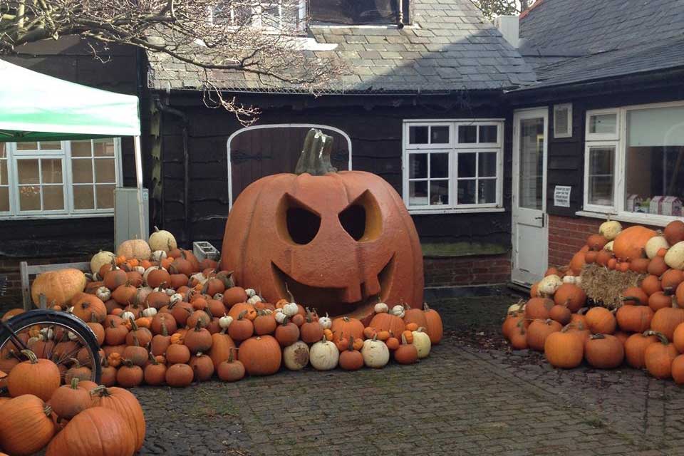 Best places in the UK to pick your own pumpkin this Halloween You