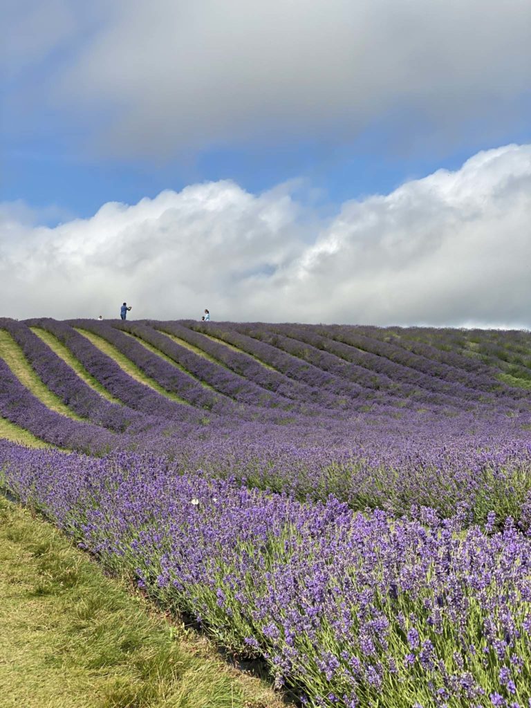 10 of the Most Beautiful Lavender Fields in the UK You need to visit
