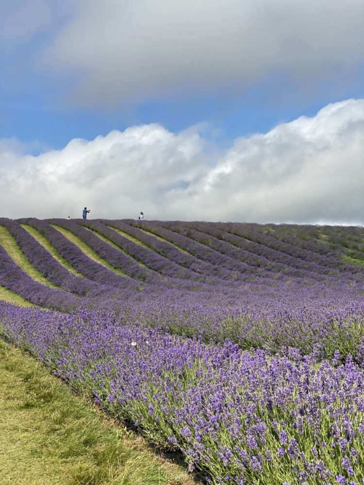 10 of the Most Beautiful Lavender Fields in the UK You need to visit