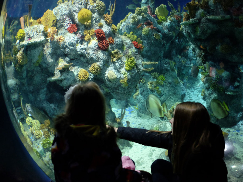 Review Bristol Aquarium, Bristol You need to visit Family Travel Blog