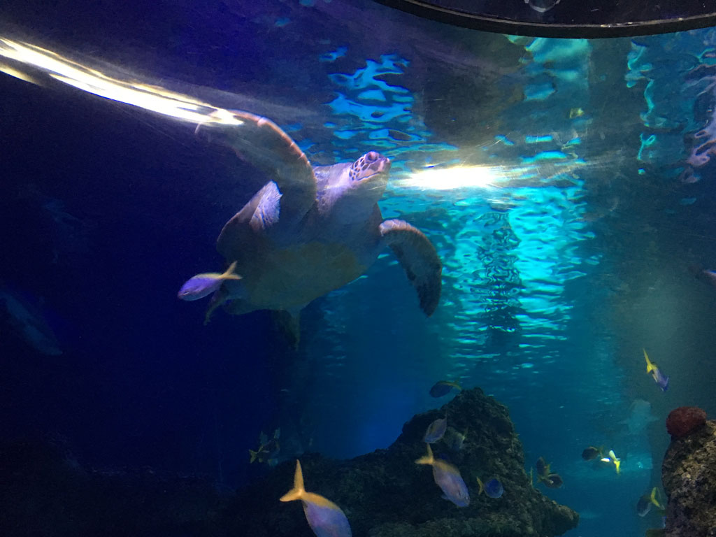 Sea Life Manchester Aquarium Review You need to visit Family