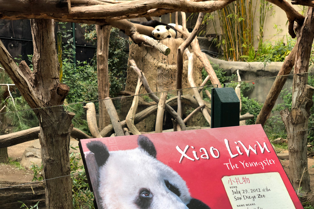 Review : San Diego Zoo with kids – You need to visit | Family Travel Blog